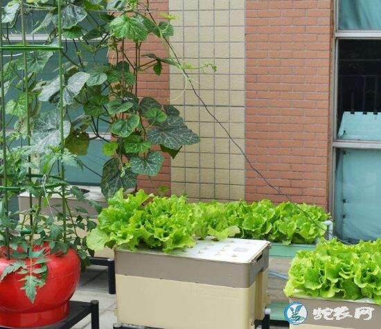 无土栽培蔬菜的坏处有哪些?