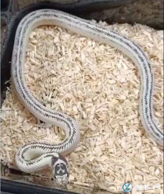 白直线王蛇、白化直线王蛇价格
