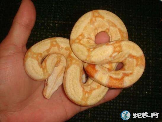 宠物蛇最听话的品种有哪些?