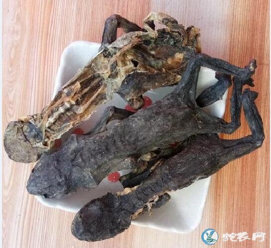蟾蜍的功效与作用,吃蟾蜍需要注意什么?