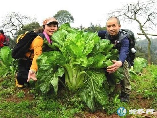 大青菜图片