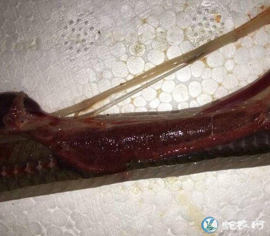 图说养蛇:一列蛇口腔炎、肺炎解剖图病列分析