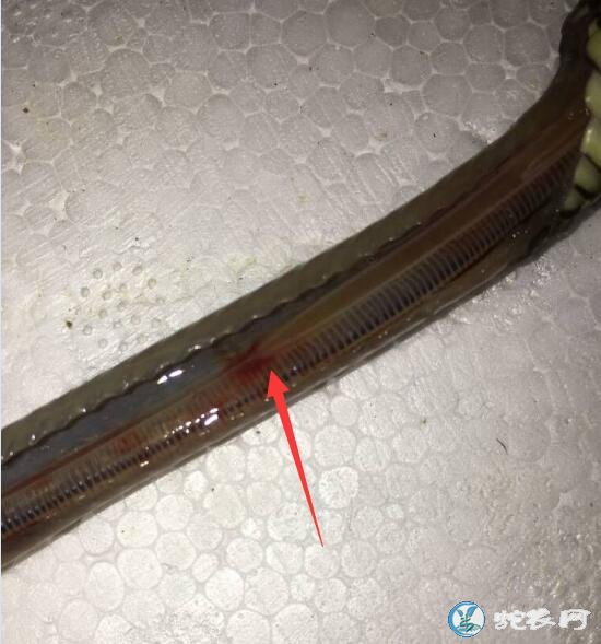 图说养蛇:一列蛇口腔炎、肺炎解剖图病列分析