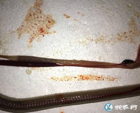 图说养蛇:一列蛇口腔炎、肺炎解剖图病列分析