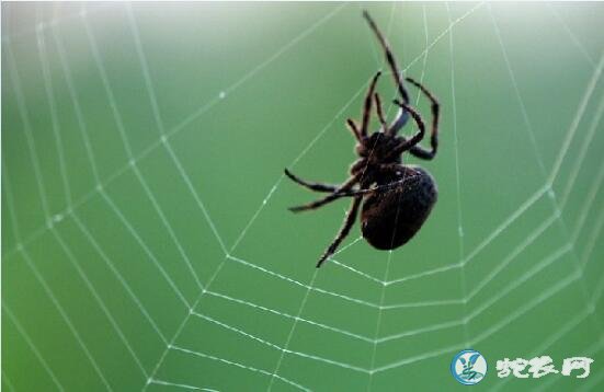 蜘蛛是益虫还是害虫？对人类有什么好处？