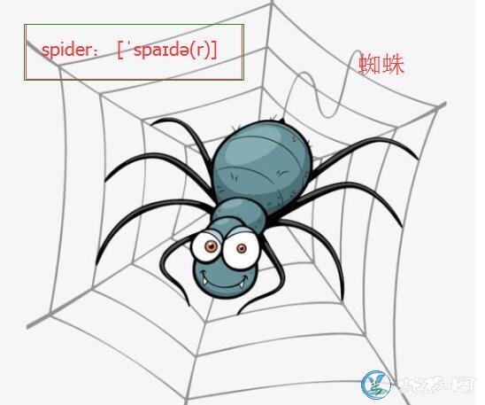 蜘蛛英语