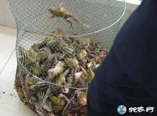 青蛙价格、2019今日青蛙多少钱一斤?