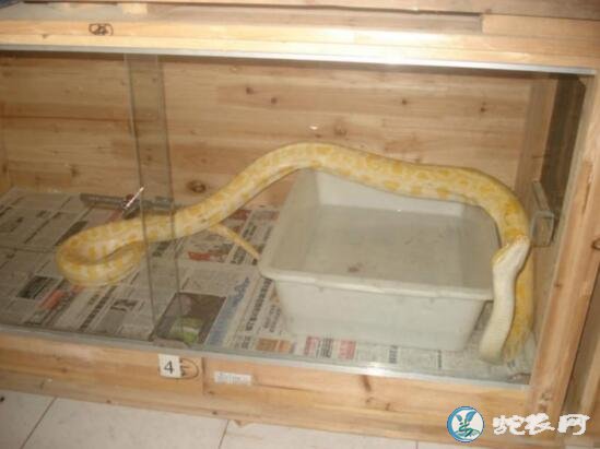 宠物蛇饲养盒室内怎样放置