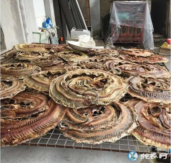 蛇如何加工、烤乌梢蛇干怎么杀蛇?