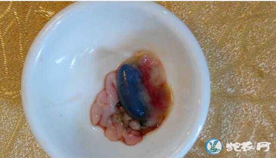 蛇胆怎样吃?蛇胆的正确吃法?