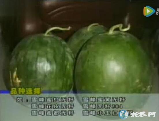 西瓜种植方法,露地无子西瓜高产种植管理技术