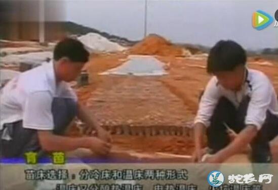西瓜种植方法,露地无子西瓜高产种植管理技术