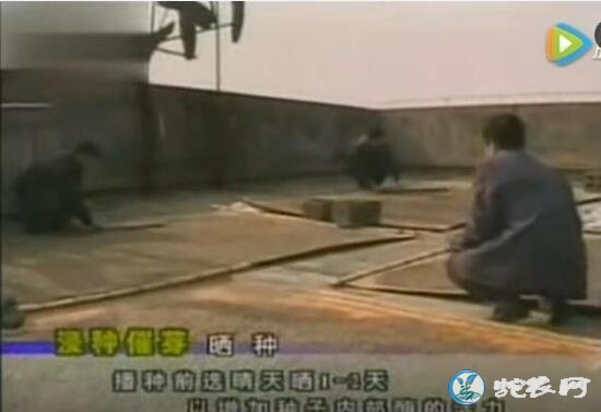 西瓜种植方法,露地无子西瓜高产种植管理技术
