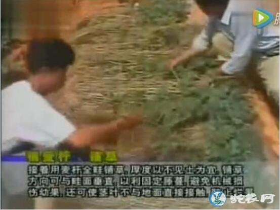 西瓜种植方法，露地无子西瓜的幼苗移栽和田间管理技术