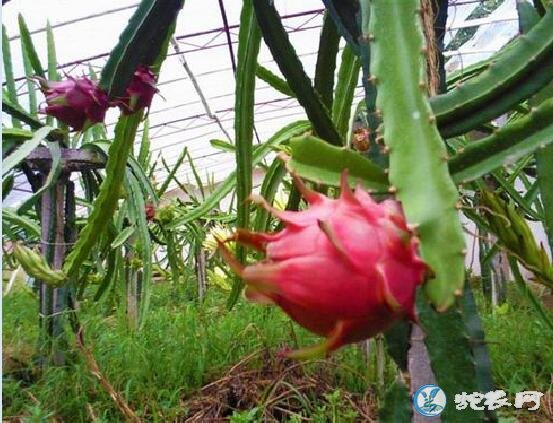 火龙果种植技术