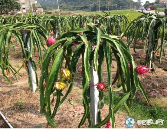 火龙果种植技术