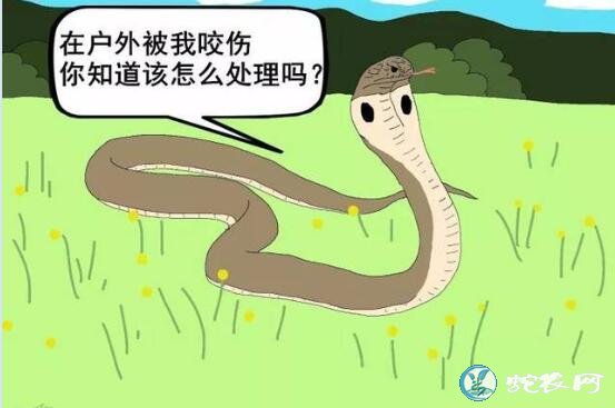 蛇伤网、中国哪个蛇伤网资料比较全？