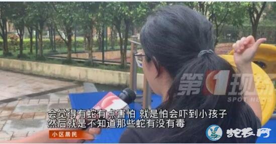 深圳小区怀胎7月孕妇被毒蛇咬伤