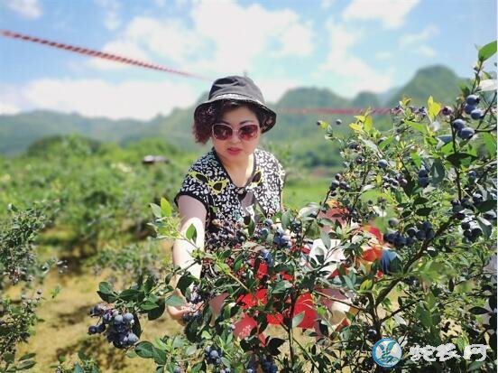 蓝莓一天吃多少为宜?吃蓝莓有什么禁忌?