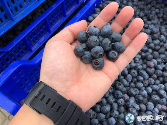 蓝莓一天吃多少为宜？吃蓝莓有什么禁忌？