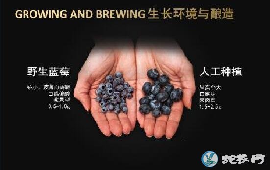 野生蓝莓、野生蓝莓和种植蓝莓的区别