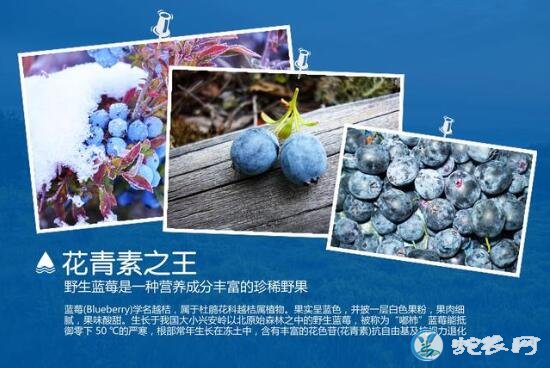 野生蓝莓、野生蓝莓和种植蓝莓的区别