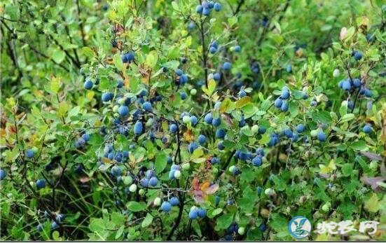 野生蓝莓、野生蓝莓和种植蓝莓的区别