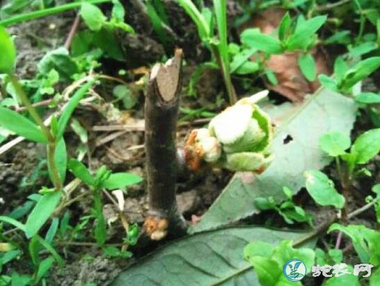 猕猴桃苗木、猕猴桃苗木怎样繁殖?价格多少?