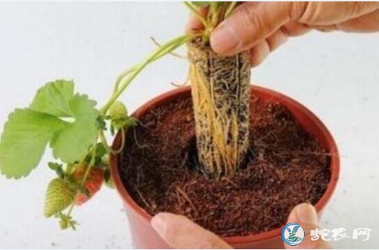 草莓怎么种?家庭盆栽草莓种植方法?