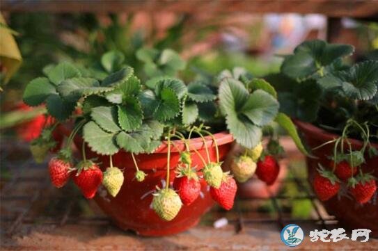 草莓怎么种？家庭盆栽草莓种植方法？