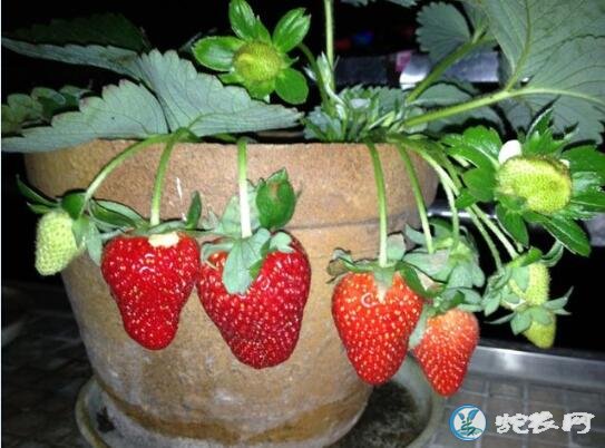 草莓怎么种?家庭盆栽草莓种植方法?