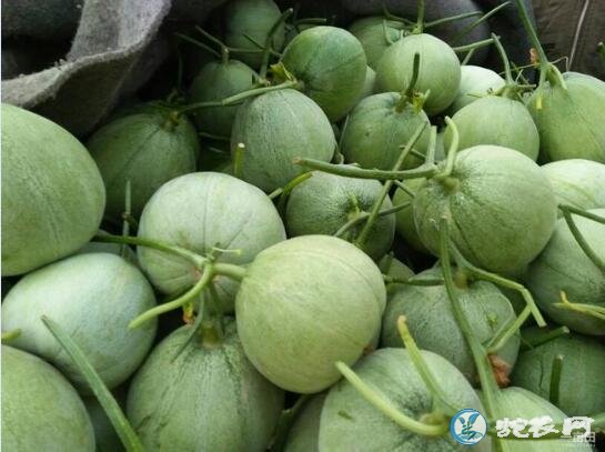 绿宝甜瓜