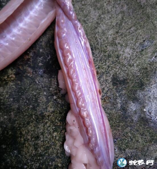 蛇肾图片、蛇肾正确的吃法,有什么功效与作用?