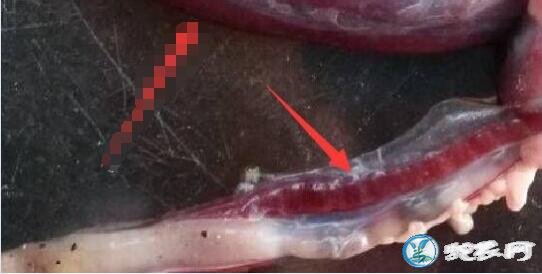 蛇肾图片、蛇肾正确的吃法,有什么功效与作用?