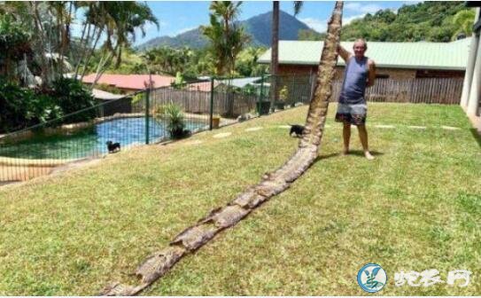 澳男散步时发现7米疑似被人剥的蛇皮！