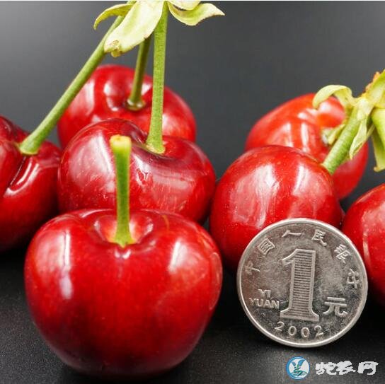 樱桃什么时候成熟、樱桃正常成熟的季节是什么季节?