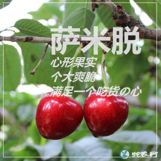 樱桃什么时候成熟、樱桃正常成熟的季节是什么季节?