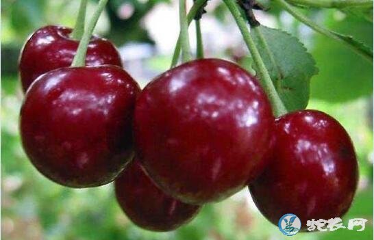 樱桃什么时候成熟、樱桃正常成熟的季节是什么季节?