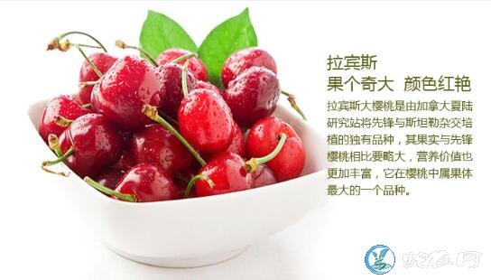 樱桃什么时候成熟、樱桃正常成熟的季节是什么季节?