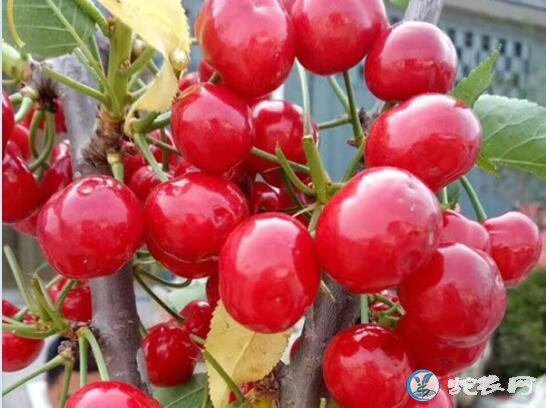 樱桃什么时候成熟、樱桃正常成熟的季节是什么季节?