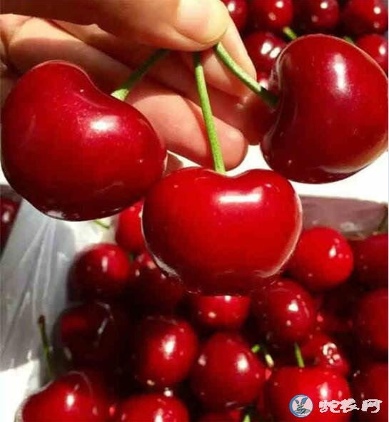 樱桃什么时候成熟、樱桃正常成熟的季节是什么季节?