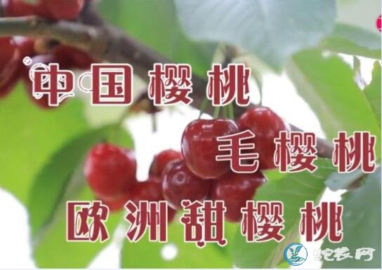 樱桃视频、大樱桃种植者的“生意经”!