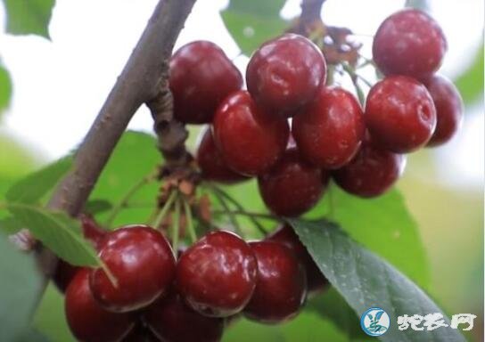樱桃视频、大樱桃种植者的“生意经”!