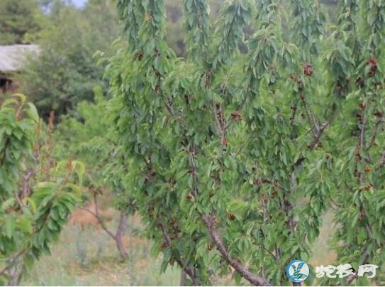 樱桃视频、大樱桃种植者的“生意经”!