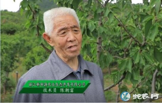 樱桃视频、大樱桃种植者的“生意经”！