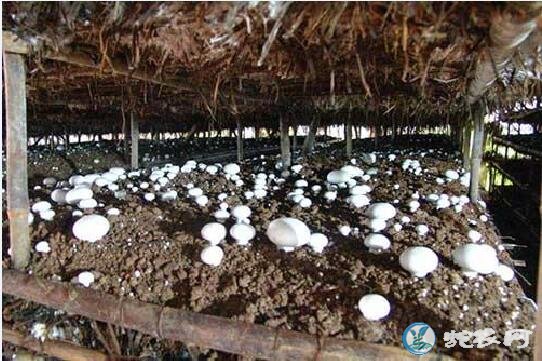 蘑菇种植技术、大棚蘑菇栽培技术指导