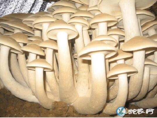 蘑菇种类、54种食用蘑菇的种类和图片详解