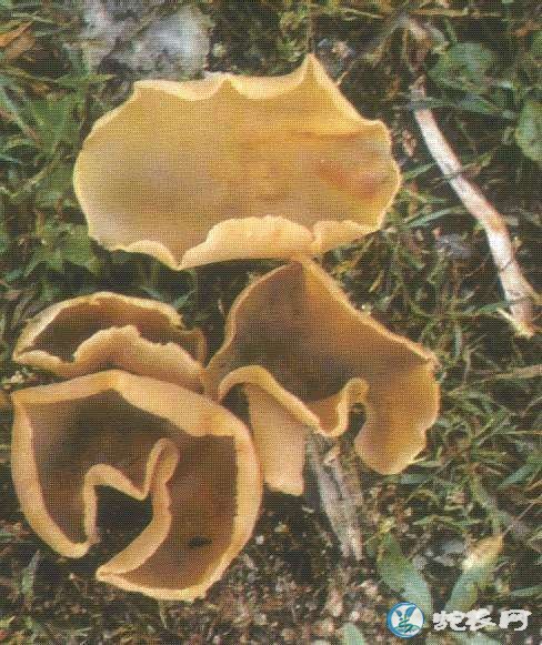 蘑菇种类、54种食用蘑菇的种类和图片详解