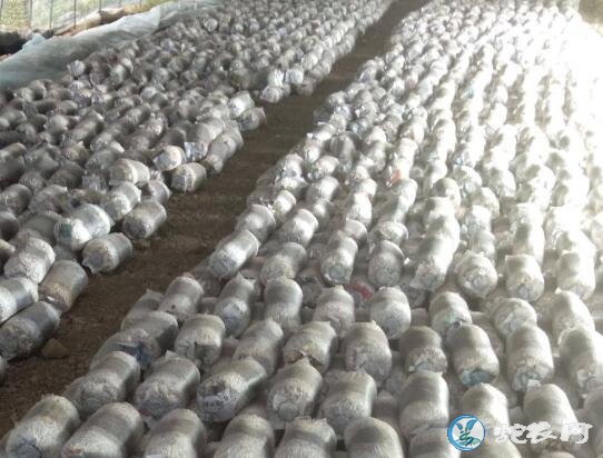 批发平菇菌种、平菇菌种哪里有批发?