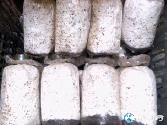 批发平菇菌种、平菇菌种哪里有批发?